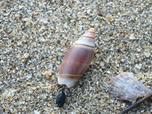 Olivella volutella, 2025-04-12