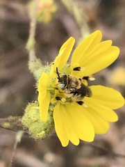 Anthophorula