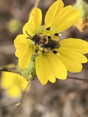 Anthophorula