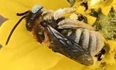 Anthophorula