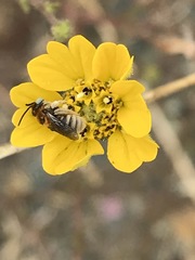 Anthophorula