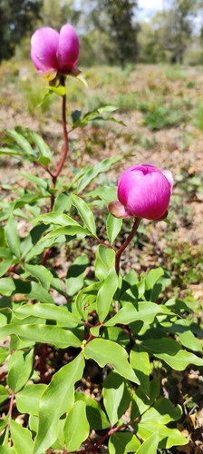 Image of Paeonia broteri by (c) Santiago Martín-Bravo, some rights reserved (CC BY)