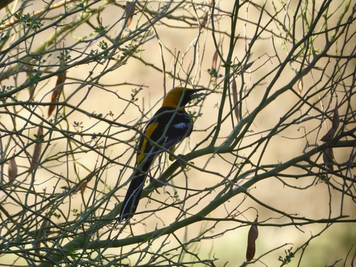 iNaturalist observation photo of Hooded Oriole