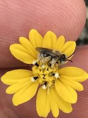 Anthophorula