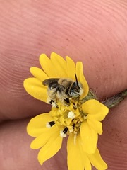 Anthophorula