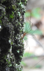 Leiobunum aldrichi