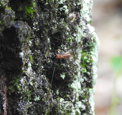 Leiobunum aldrichi