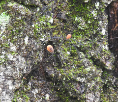 Leiobunum aldrichi