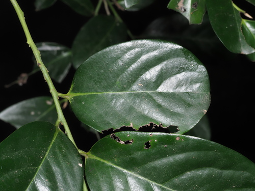 Diospyros maritima iNat (1)