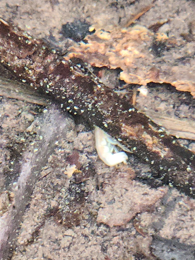 Short-tail Bactrurid