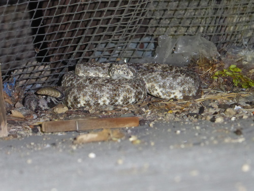 iNaturalist observation photo of Southwestern Speckled Rattlesnake