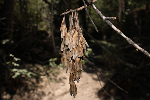 Image of Fraxinus papillosa by (c) Rodolfo Maximiliano Gutiérrez-Sánchez, some rights reserved (CC BY)