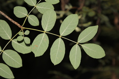 Fraxinus papillosa, photograph (c) Rodolfo Maximiliano Gutiérrez-Sánchez, some rights reserved (CC BY)