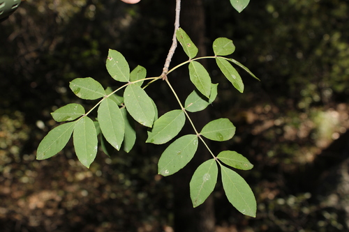 Fraxinus papillosa, photograph 4