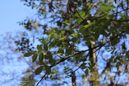 Image of Fraxinus papillosa by (c) Rodolfo Maximiliano Gutiérrez-Sánchez, some rights reserved (CC BY)