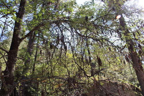 Image of Fraxinus papillosa by (c) Rodolfo Maximiliano Gutiérrez-Sánchez, some rights reserved (CC BY)