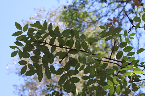 Image of Fraxinus papillosa by (c) Rodolfo Maximiliano Gutiérrez-Sánchez, some rights reserved (CC BY)
