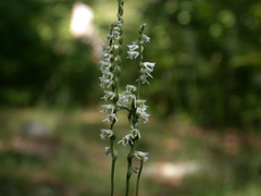 Spiranthes lacera lacera