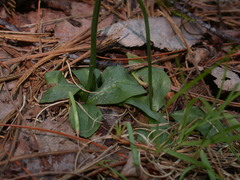 Spiranthes lacera lacera