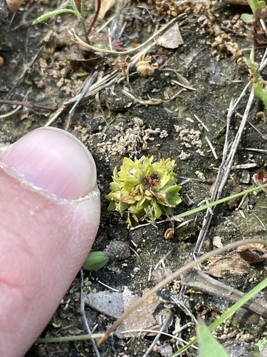 Petiteplant (Lepuropetalon spathulatum)