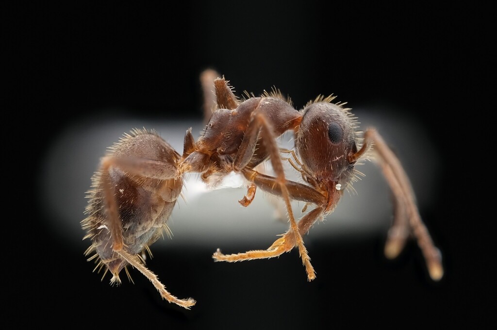 Lasius cinereus