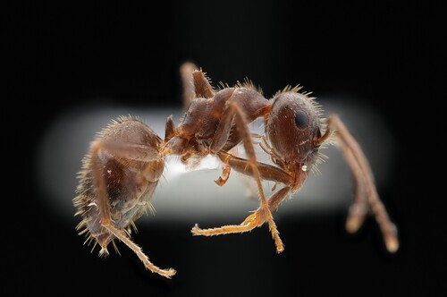 Lasius cinereus