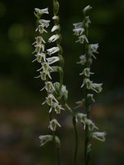 Spiranthes lacera lacera
