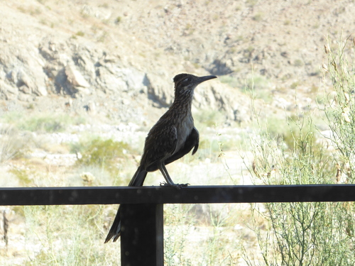 iNaturalist observation photo of Greater Roadrunner