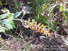 Buddleja madagascariensis