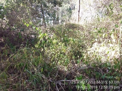 Buddleja madagascariensis