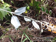 Buddleja madagascariensis