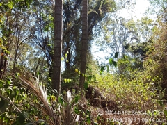 Buddleja madagascariensis