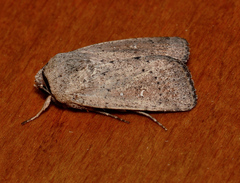Proteuxoa leptochroa