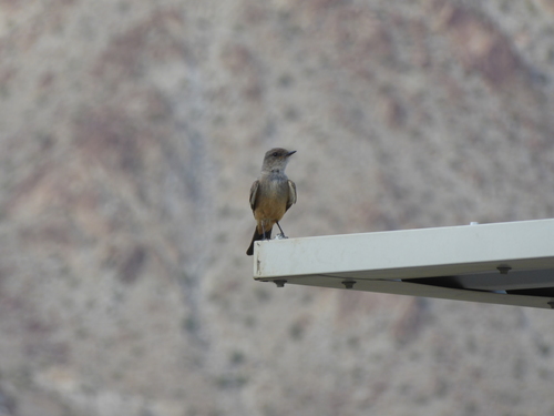 iNaturalist observation photo of Say's Phoebe