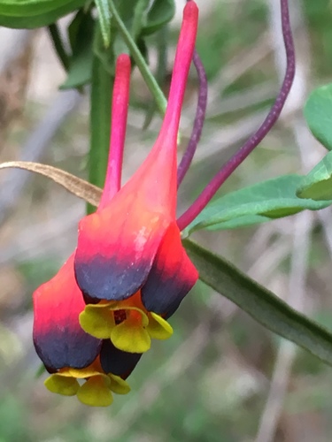 Representative image of Tropaeolum
