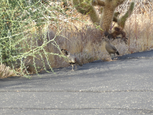 iNaturalist observation photo of Gambel's Quail