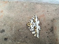 Abraxas grossulariata