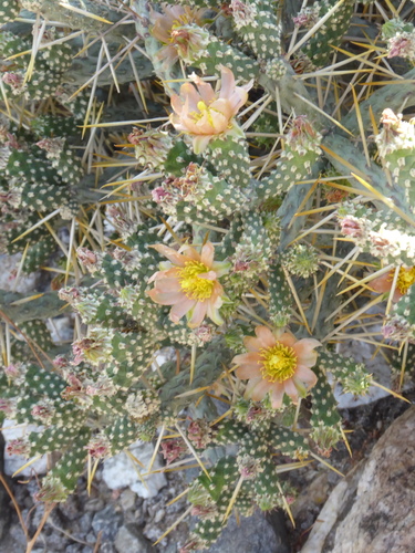 iNaturalist observation photo of Branched Pencil Cholla