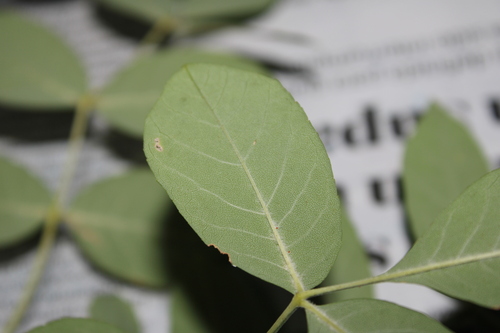 Image of Fraxinus papillosa by (c) Rodolfo Maximiliano Gutiérrez-Sánchez, some rights reserved (CC BY)