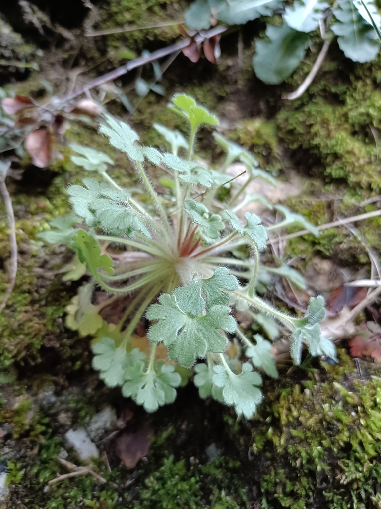 Saxifraga latepetiolata; photograph (c) Diego Rodríguez Hernández, some rights reserved (CC BY)