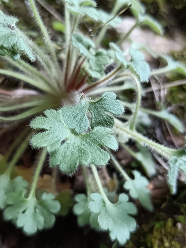 Saxifraga latepetiolata, photograph 1