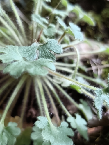 Saxifraga latepetiolata, photograph 3