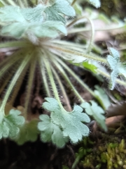 Saxifraga latepetiolata, photograph (c) Diego Rodríguez Hernández, some rights reserved (CC BY)