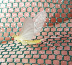 Ephemerella