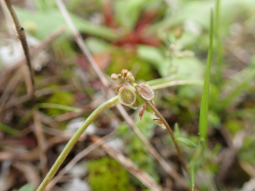 Image of Clypeola jonthlaspi by (c) Franck Cabot, some rights reserved (CC BY)