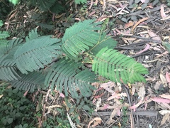 Paraserianthes