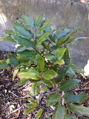 Alectryon excelsus excelsus