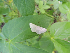 Scopula umbilicata