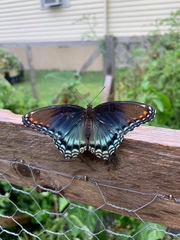 Limenitis arthemis