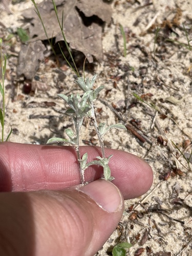 silver rabbit tobacco (Diaperia candida)